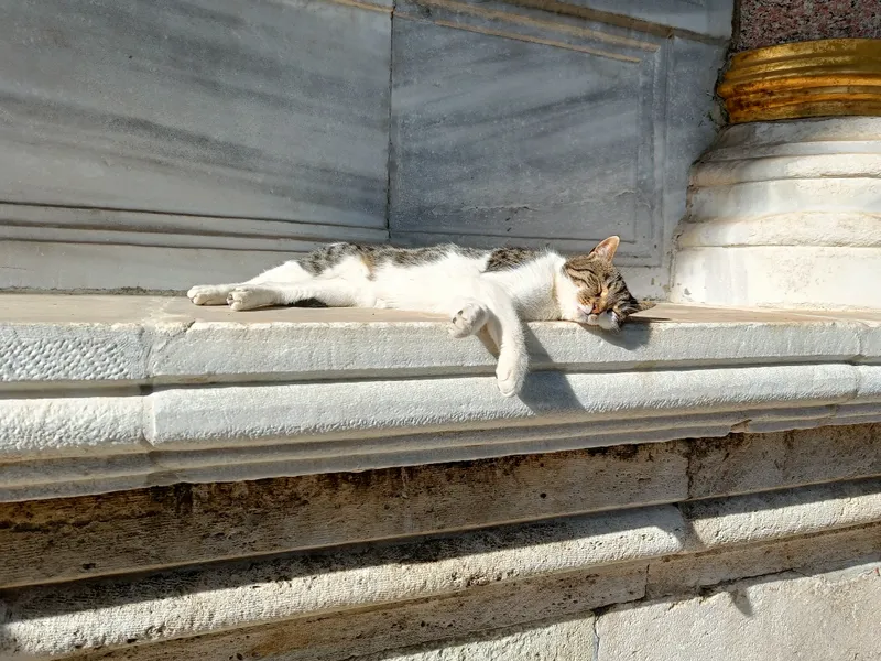 Un gatto disteso al sole su una cornice di pietra a Istanbul.